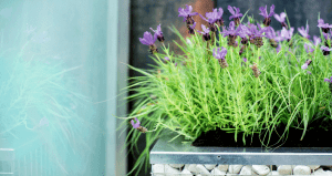 try before you buy office plants