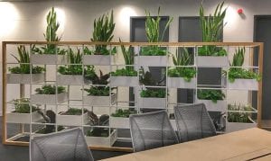 Best Office Plants For Offices With No Windows
