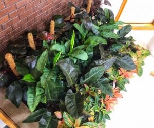 Plant display rental