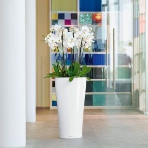 Office Plants Milton Keynes
